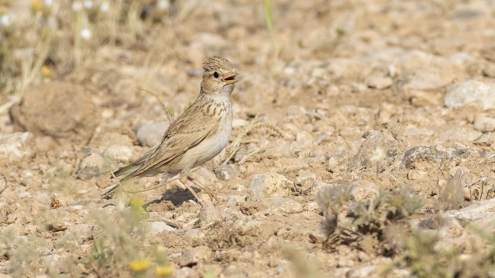 Lesser Short-toed Lark