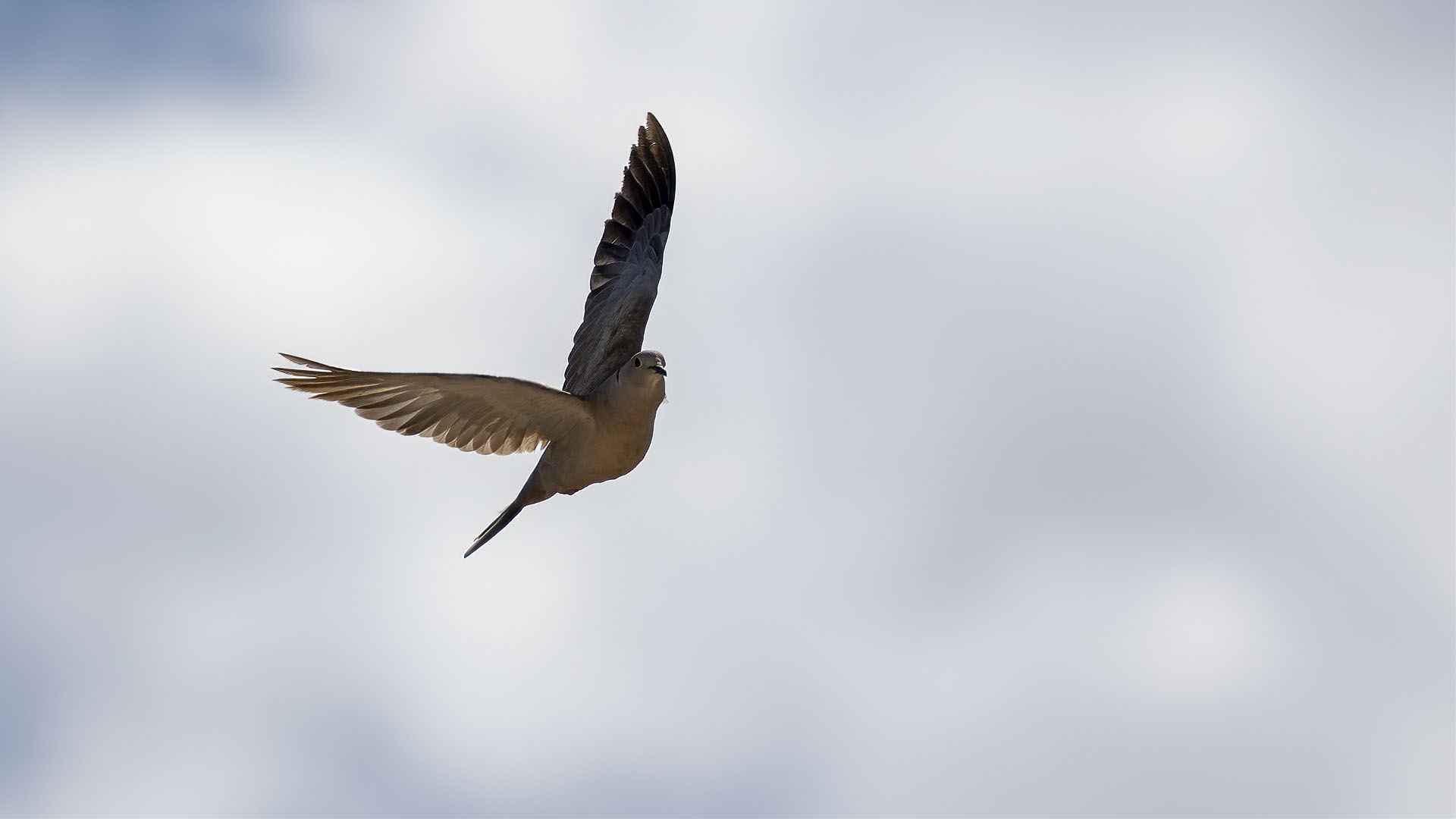 Eurasian Collared-Dove