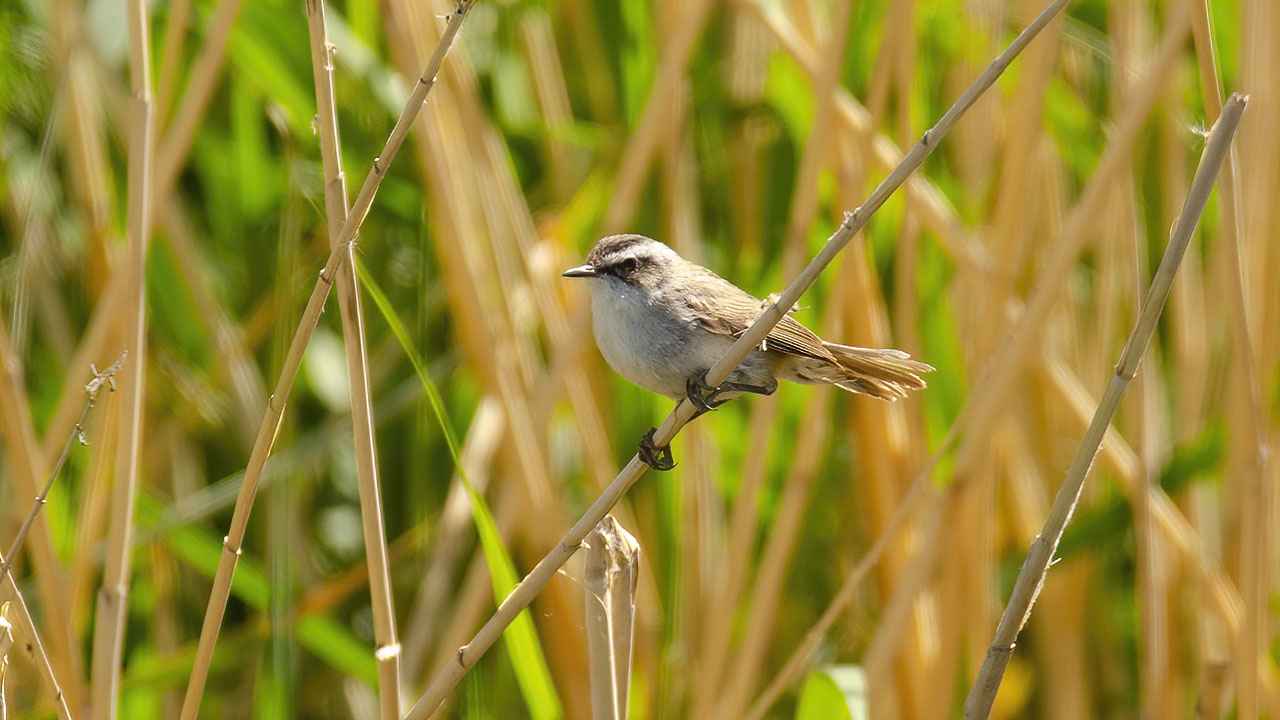 Moustached Warbler