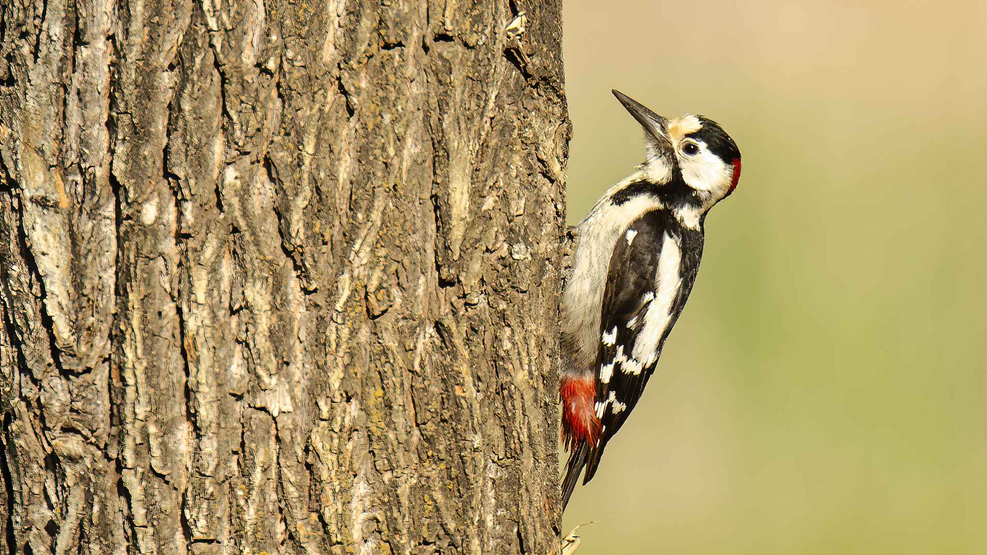 Syrian Woodpecker
