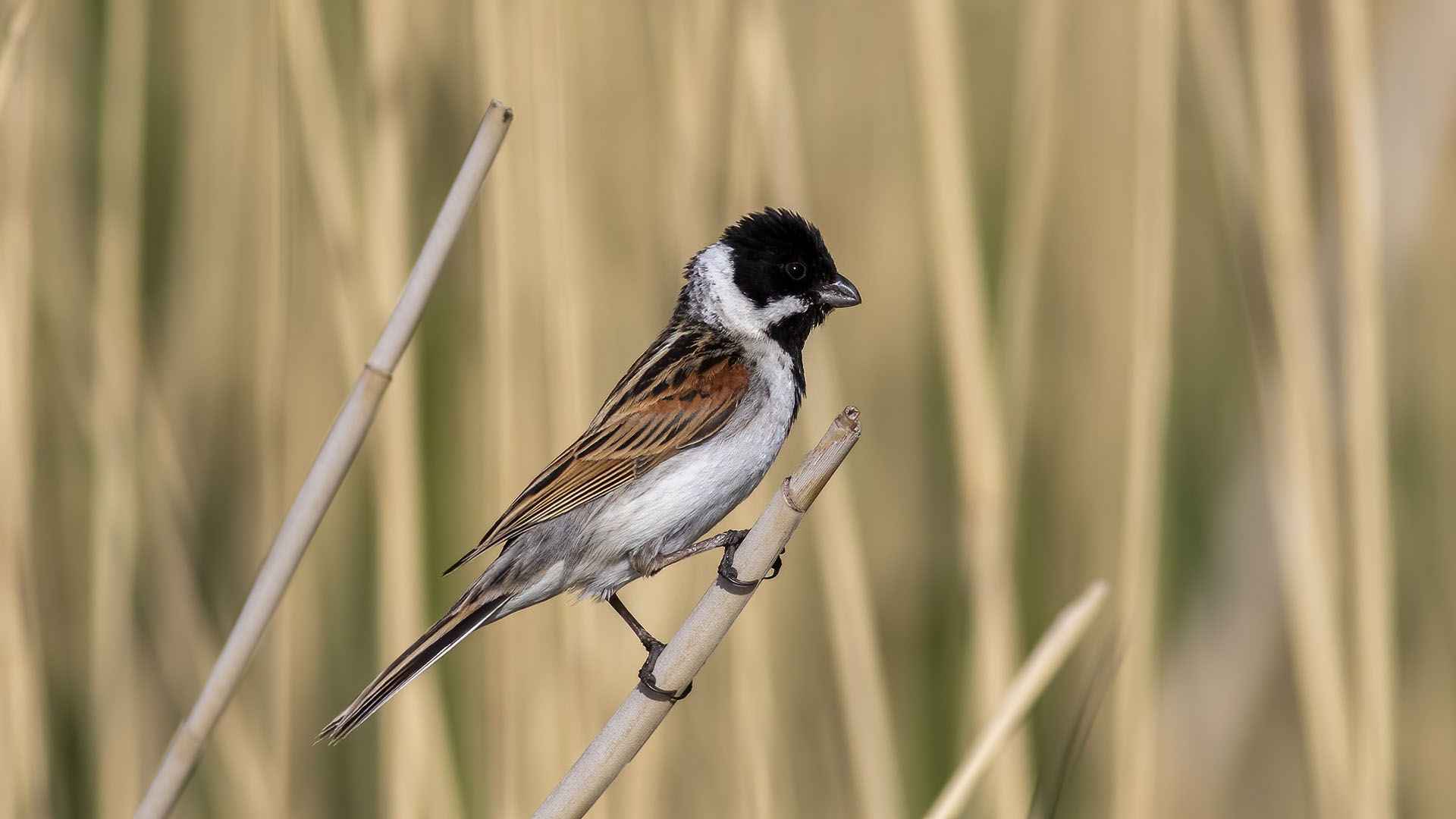 Reed Bunting