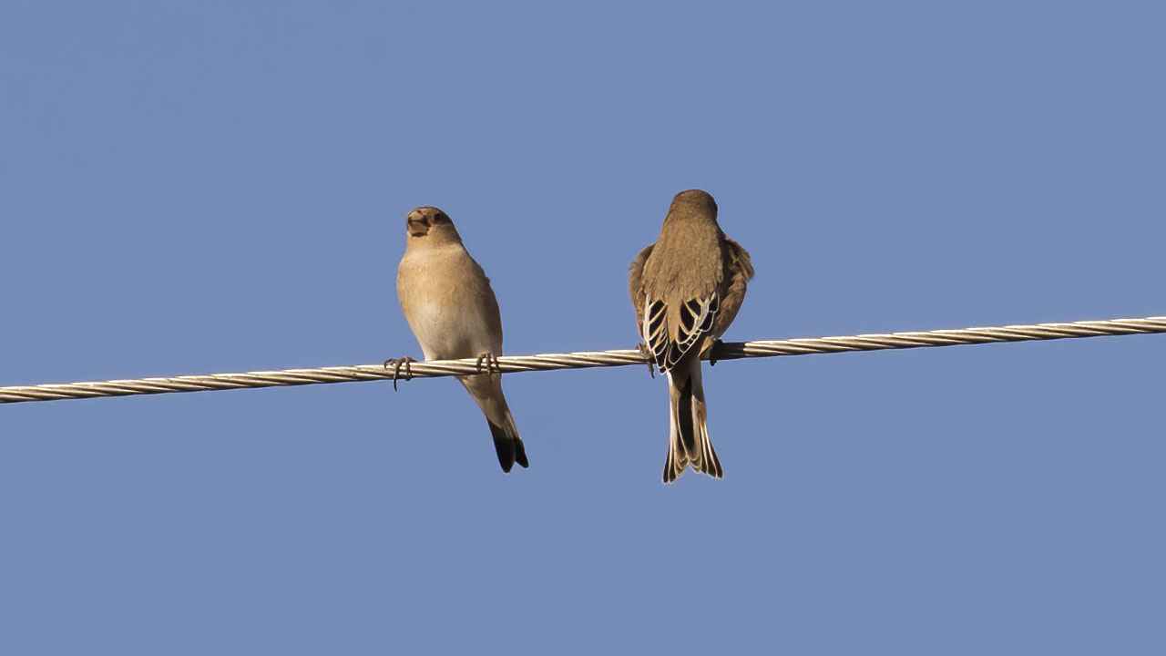 Desert Finch