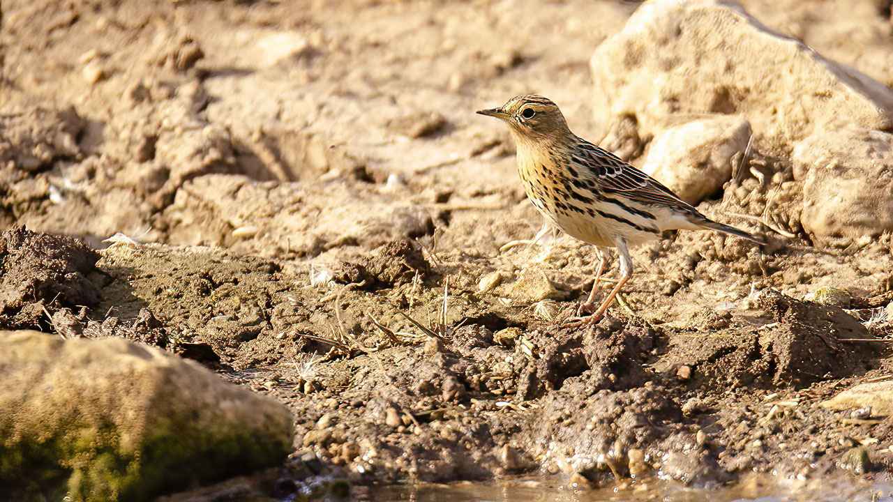 Red-throated Pipit