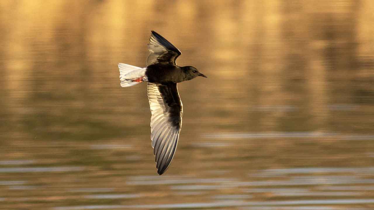 White-winged Tern