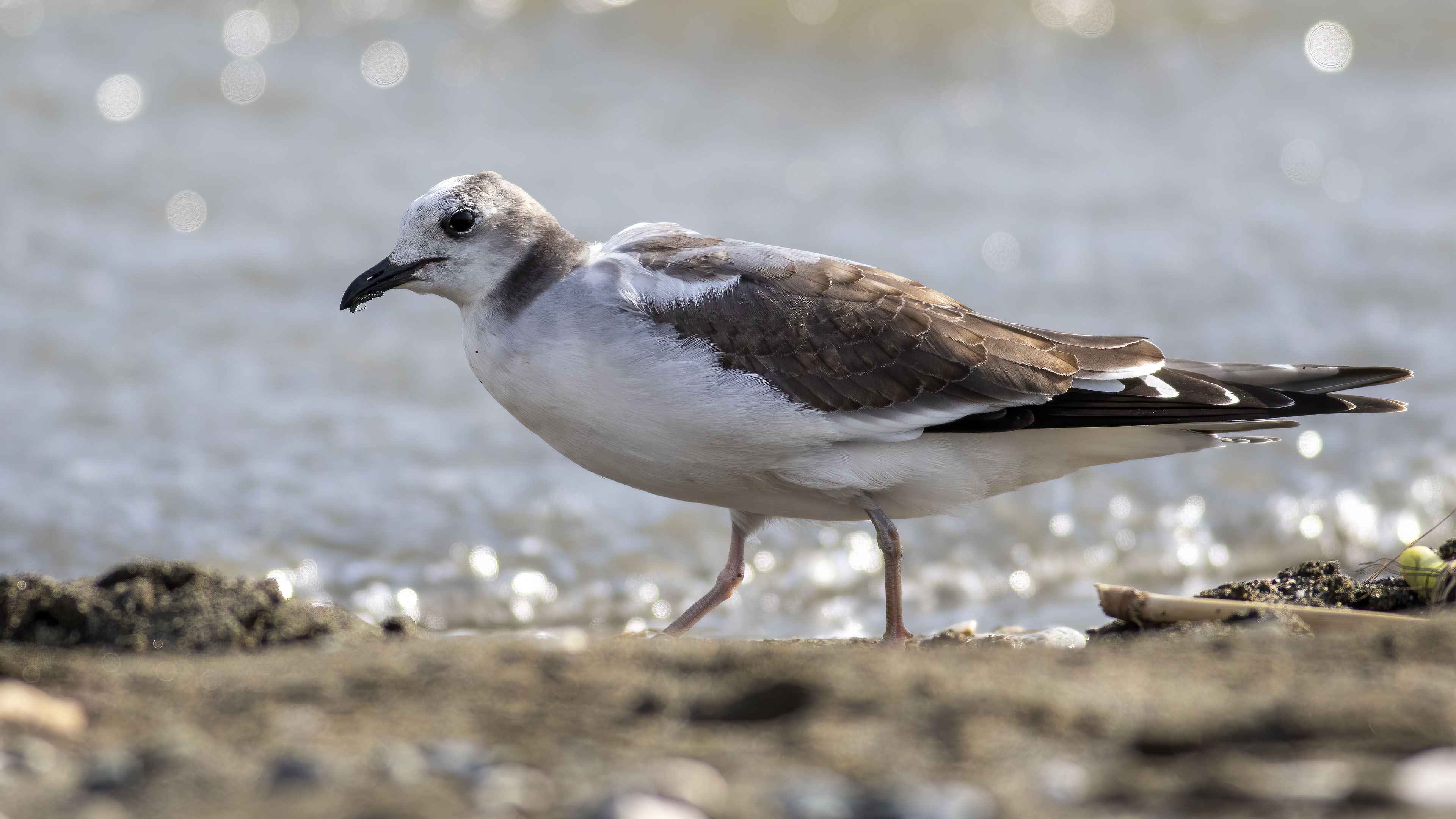 Sabine's Gull