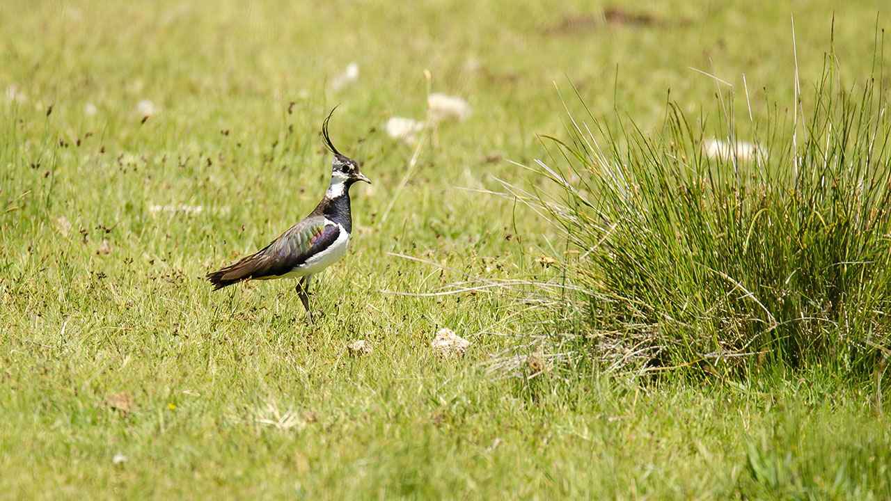 Northern Lapwing