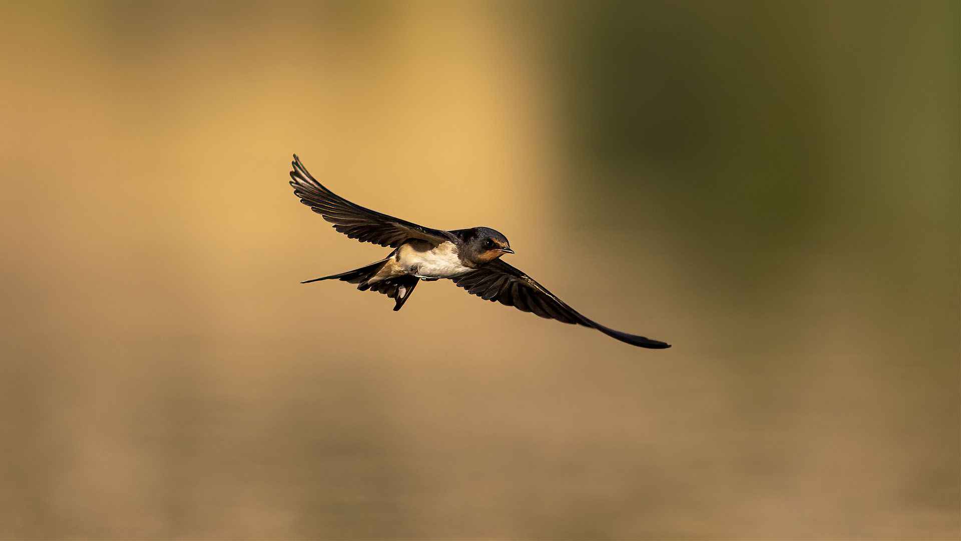 Barn Swallow