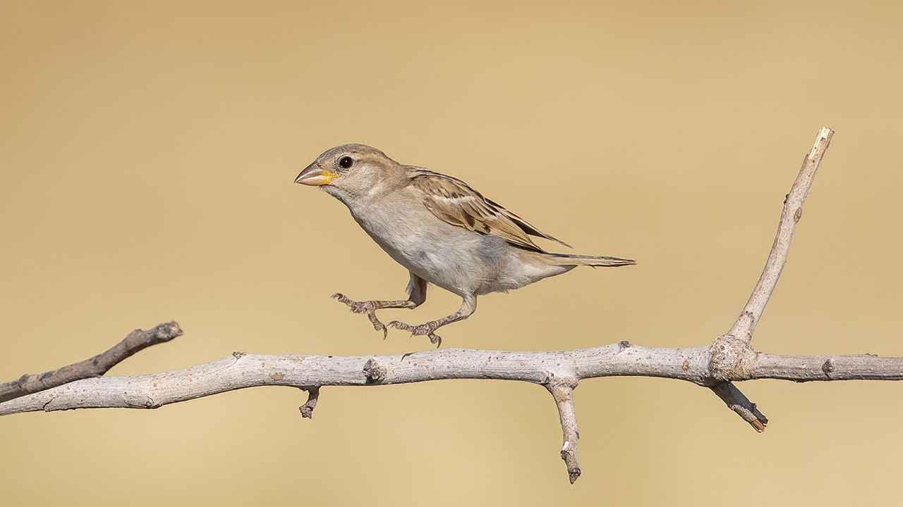 House Sparrow