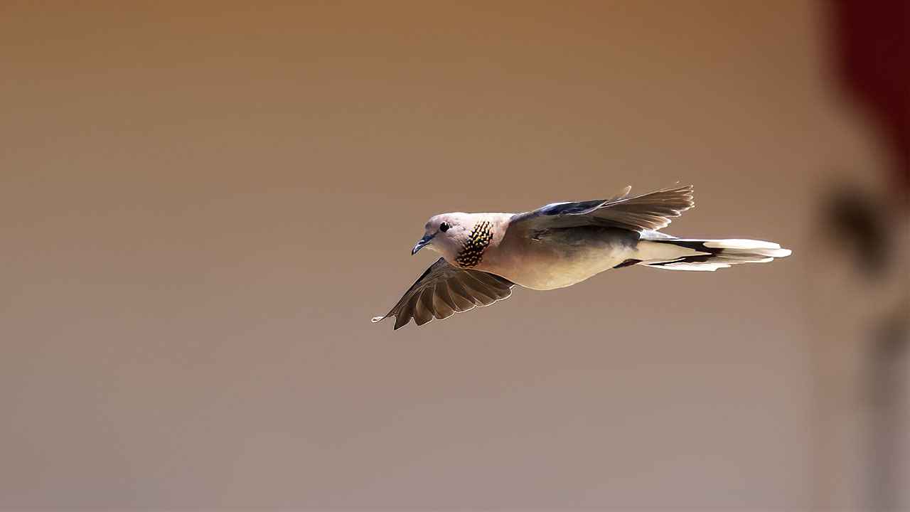 Laughing Dove