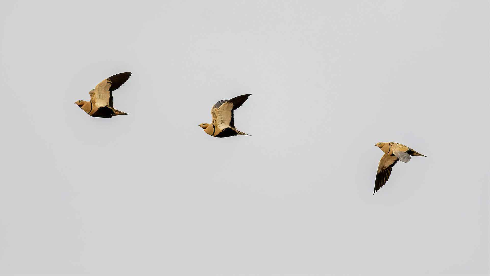Black-bellied Sandgrouse