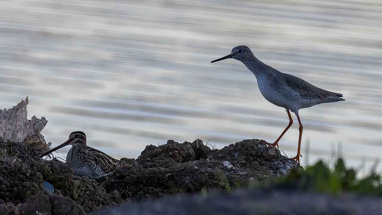 Common Redshank