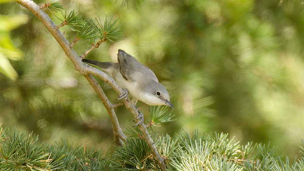 Eastern Orphean Warbler