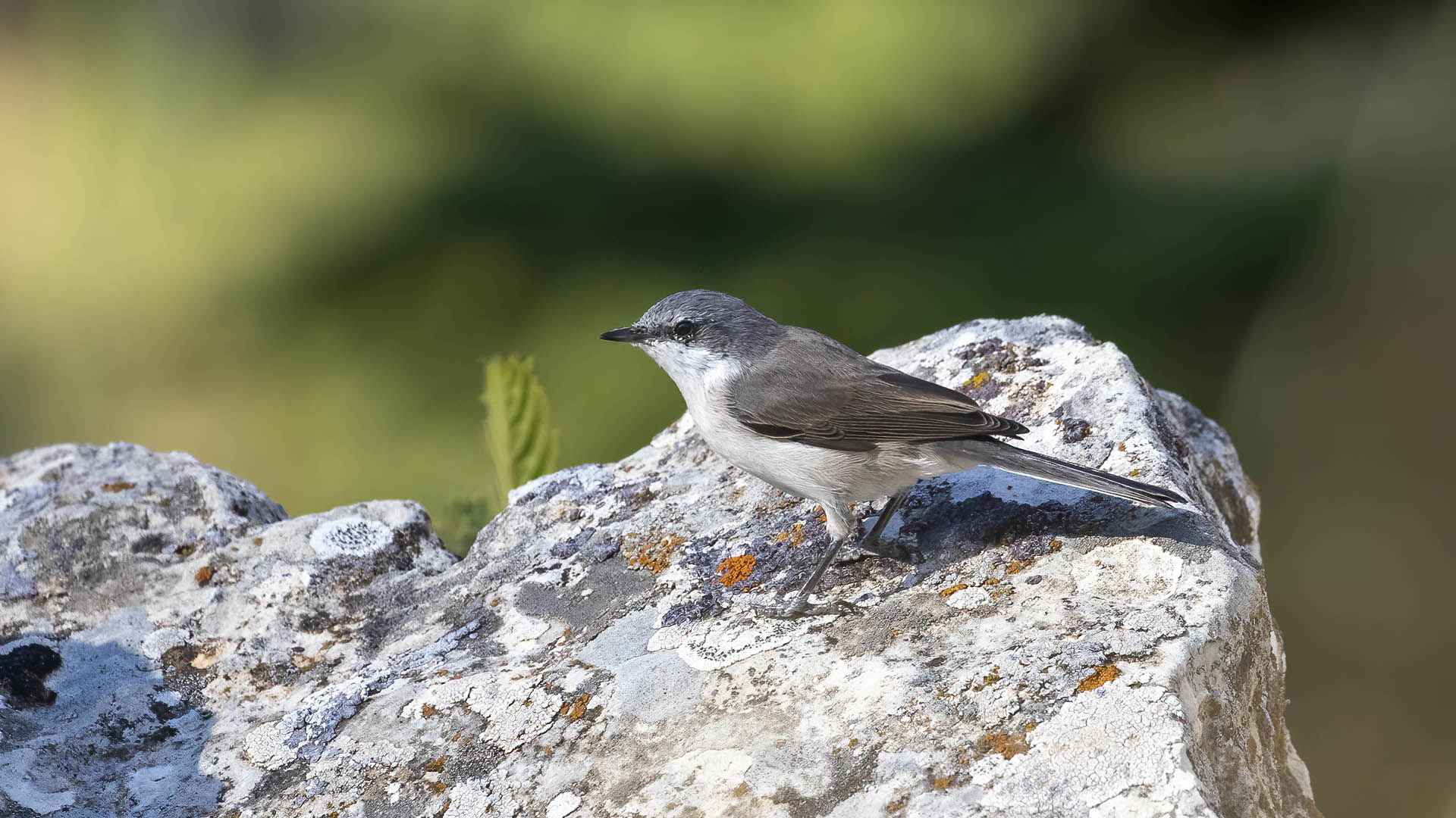 Lesser Whitethroat