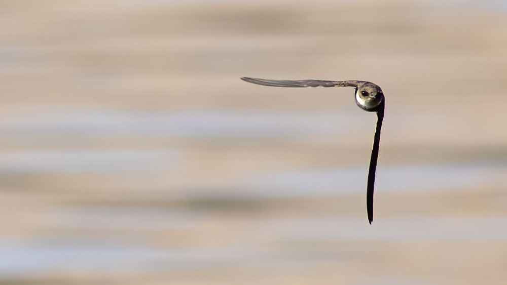 Bank Swallow