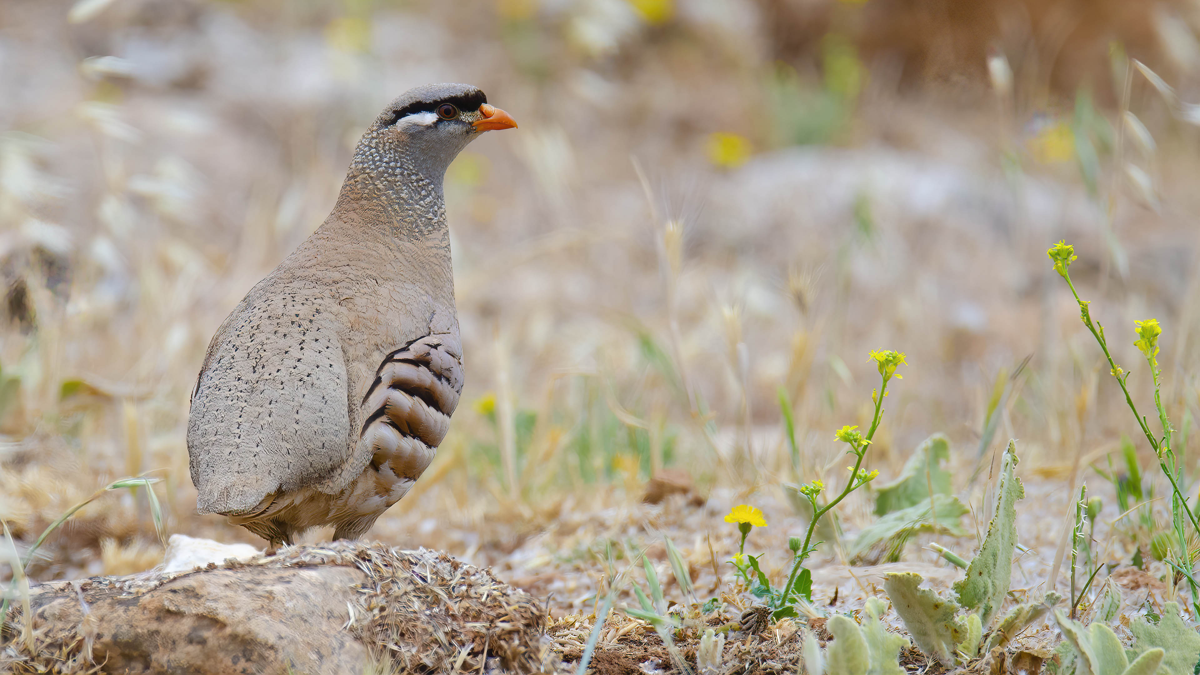 See-see Partridge