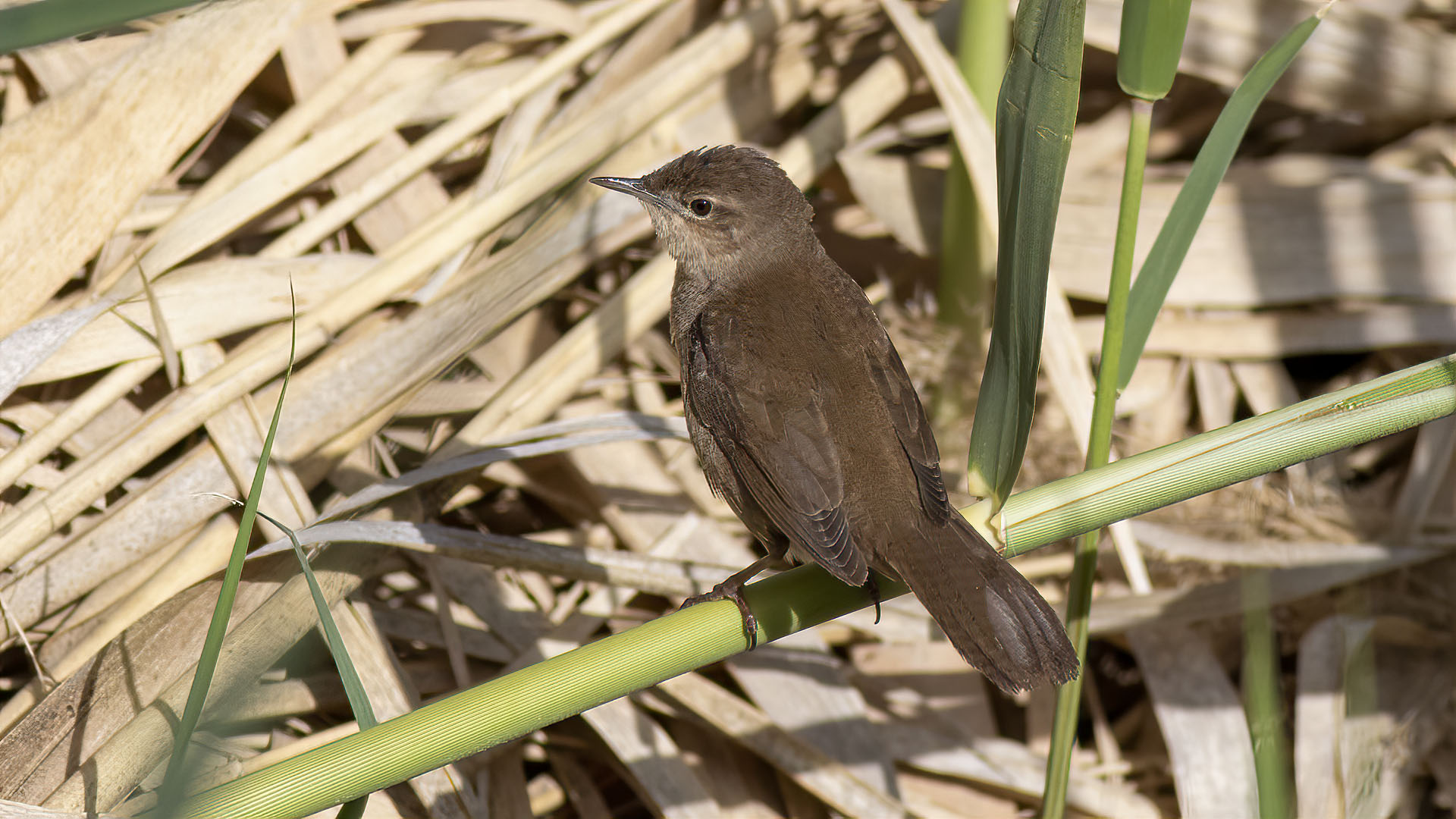 Savi's Warbler