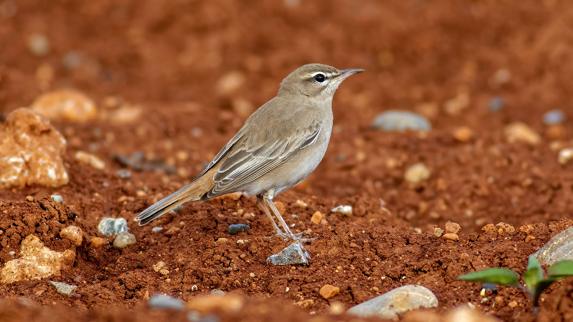 Rufous-tailed Scrub-Robin