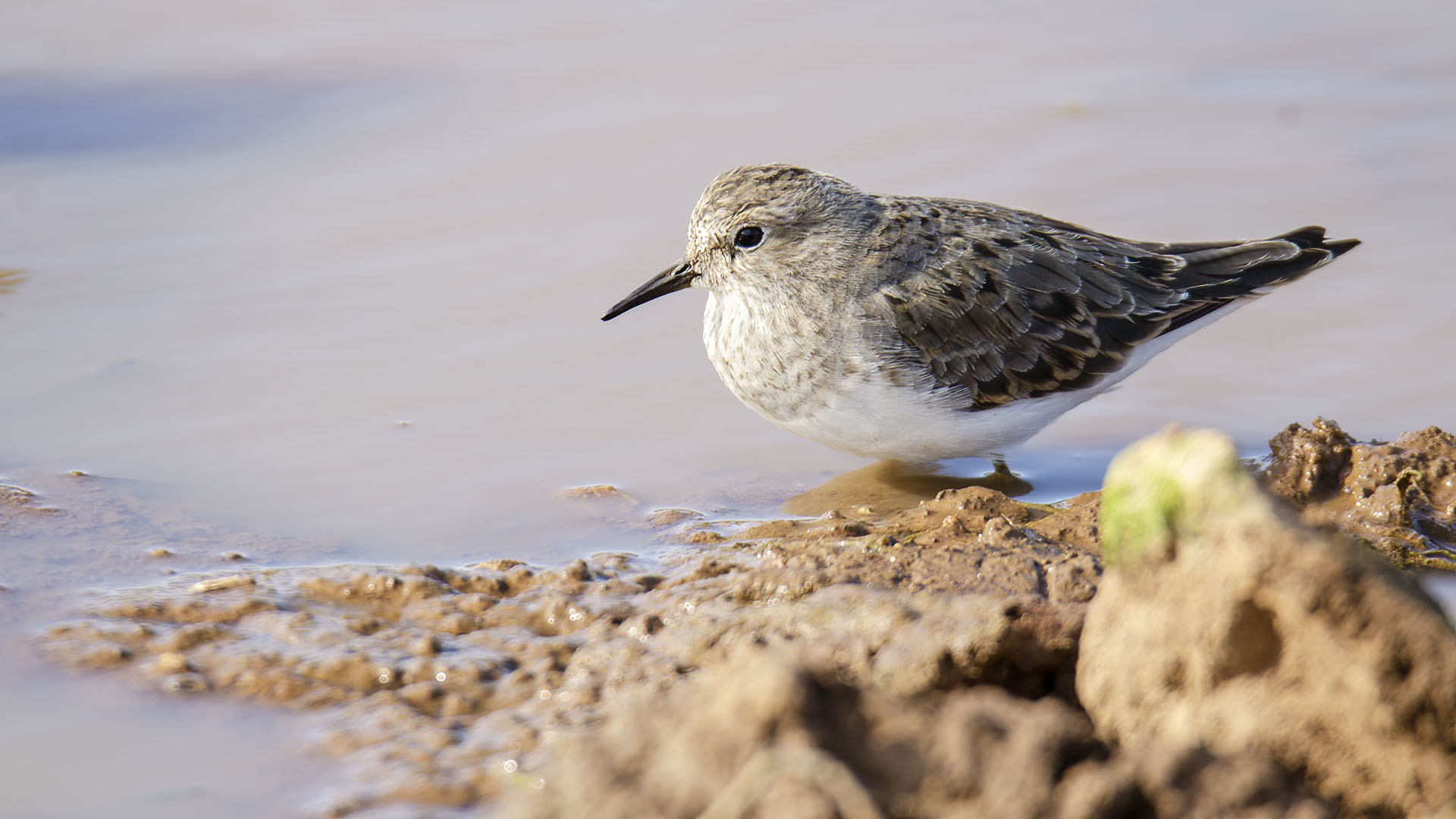 Temminck's Stint