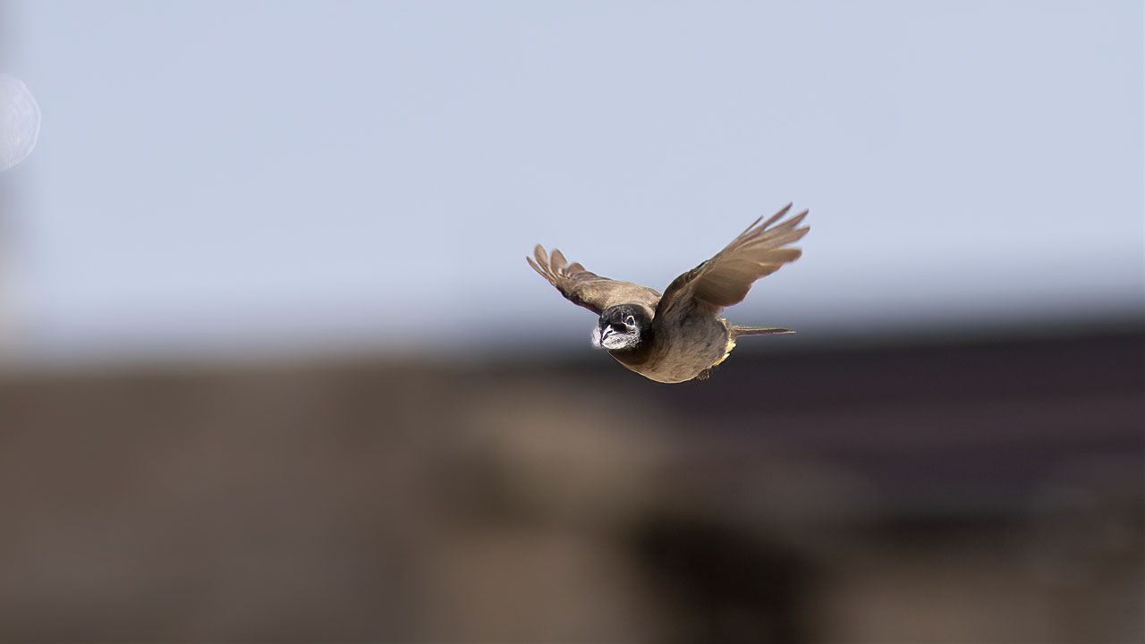 White-spectacled Bulbul