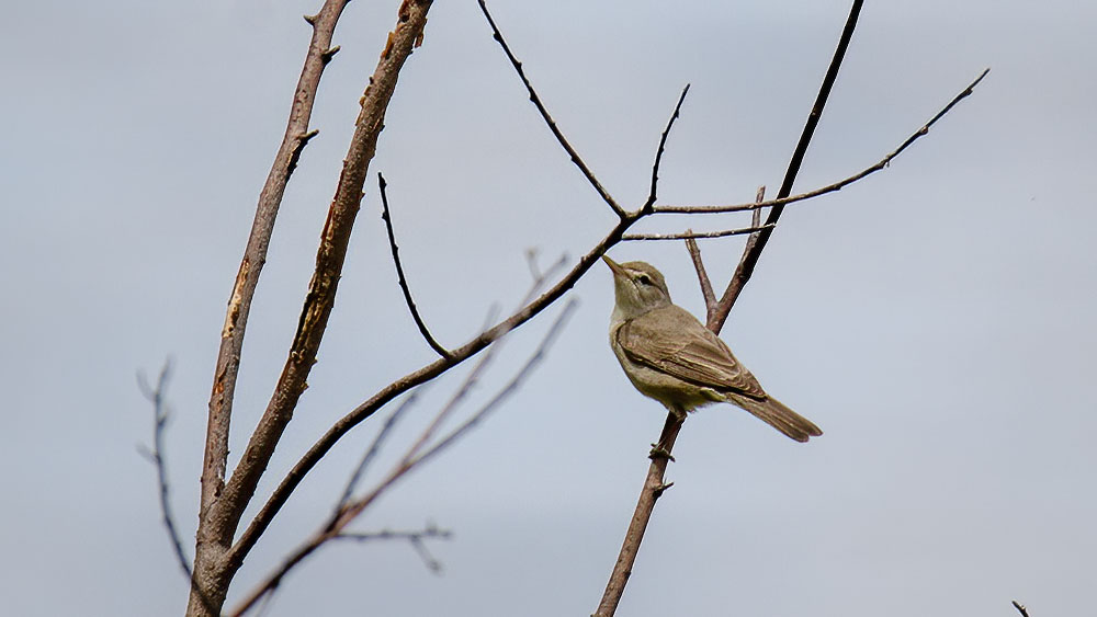 Eastern Olivaceous Warbler