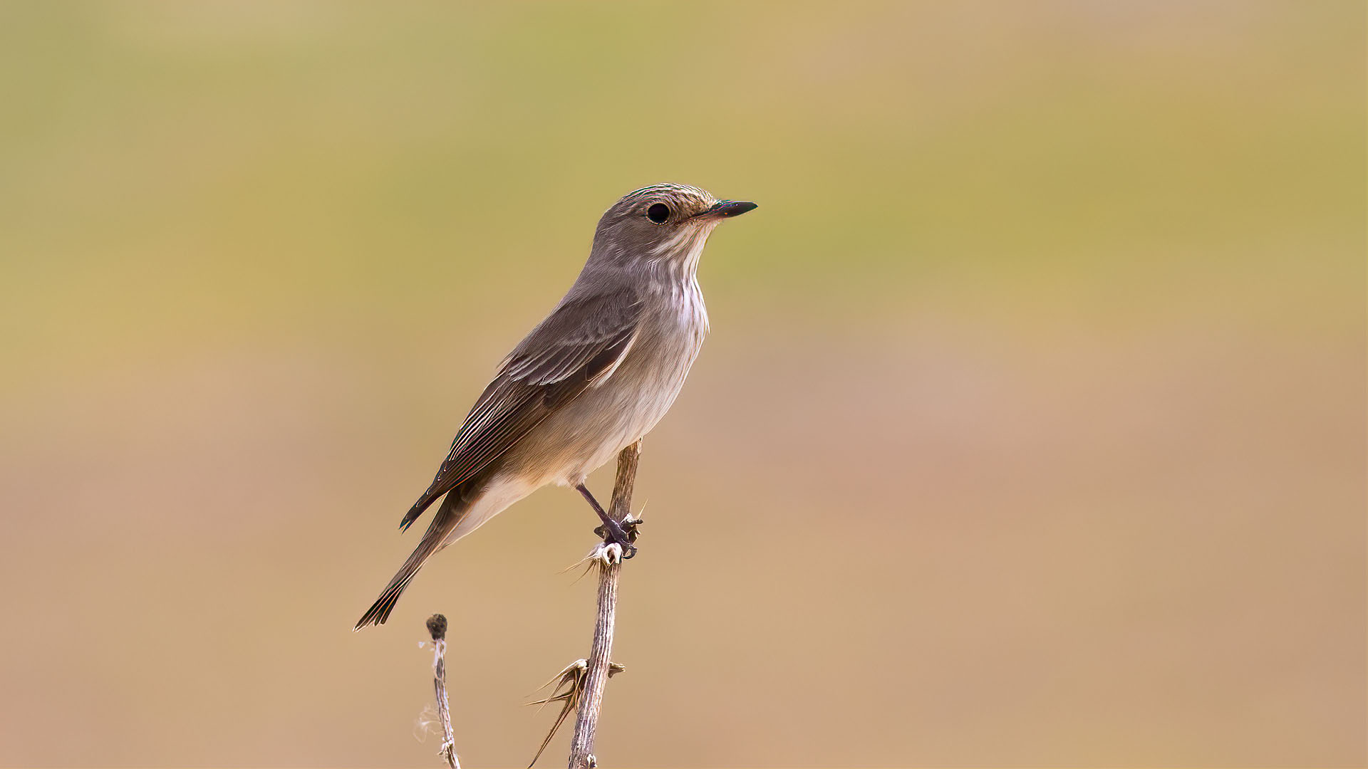 Spotted Flycatcher