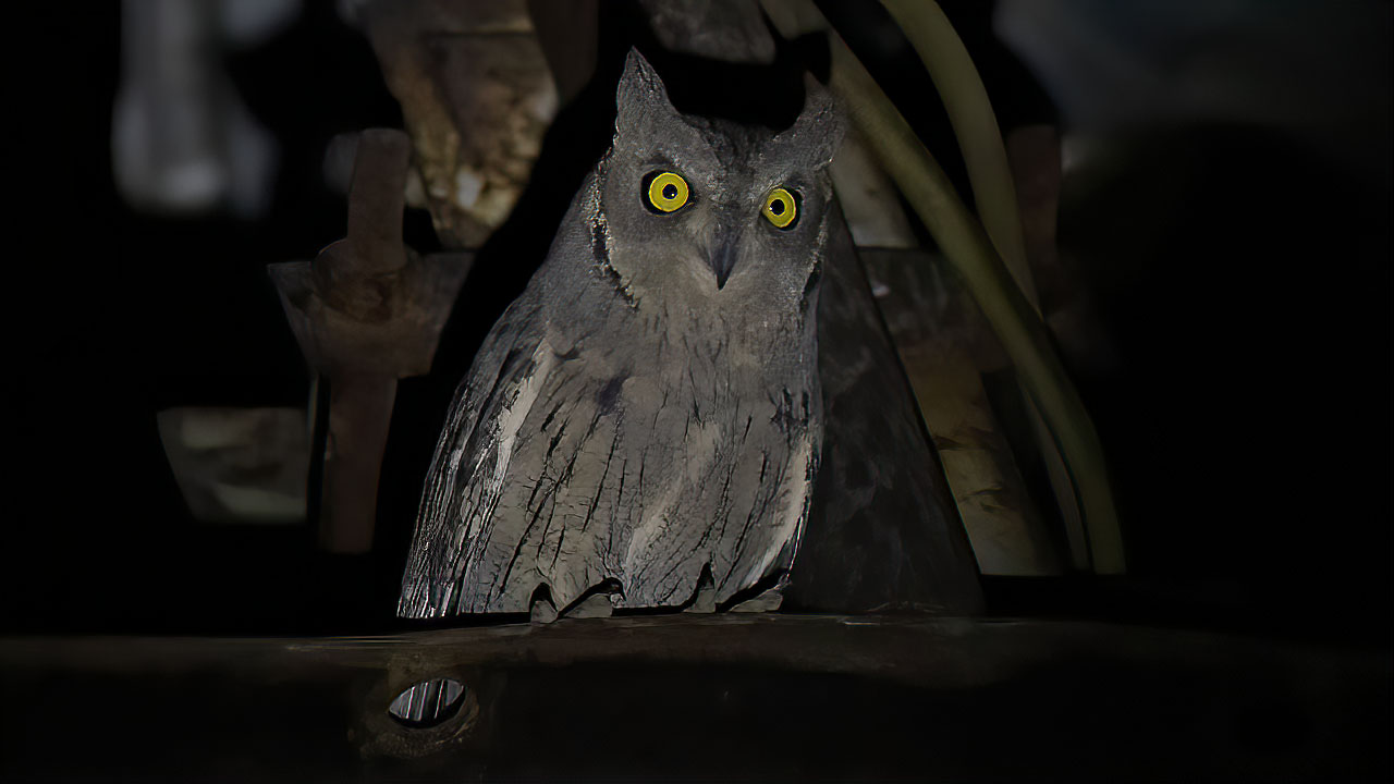Pallid Scops-Owl