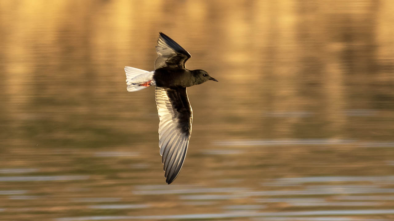 White-winged Tern