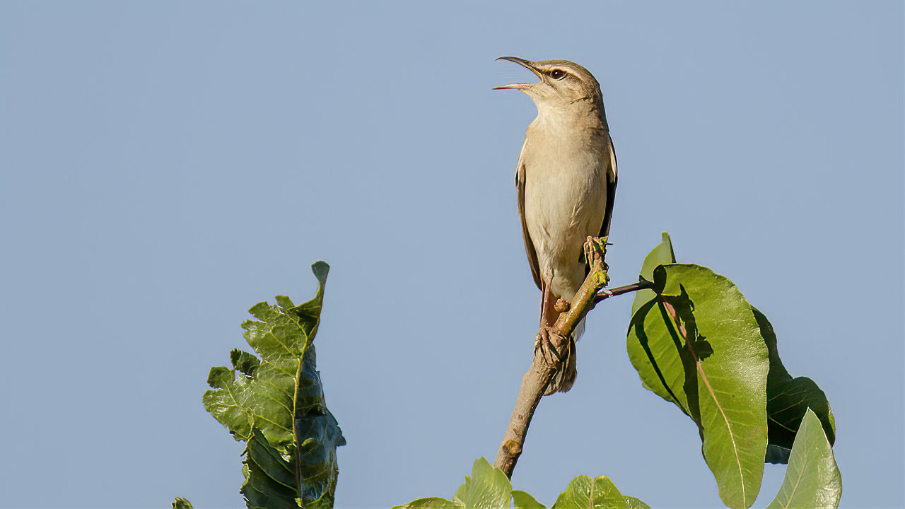 Rufous-tailed Scrub-Robin