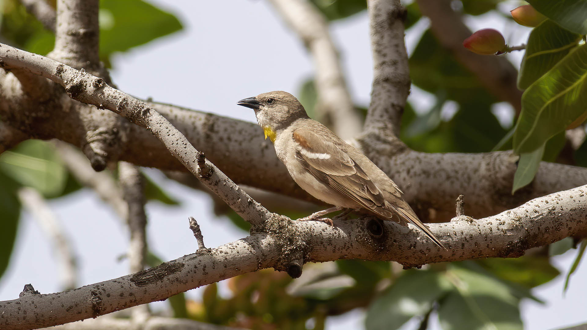 Yellow-throated Sparrow