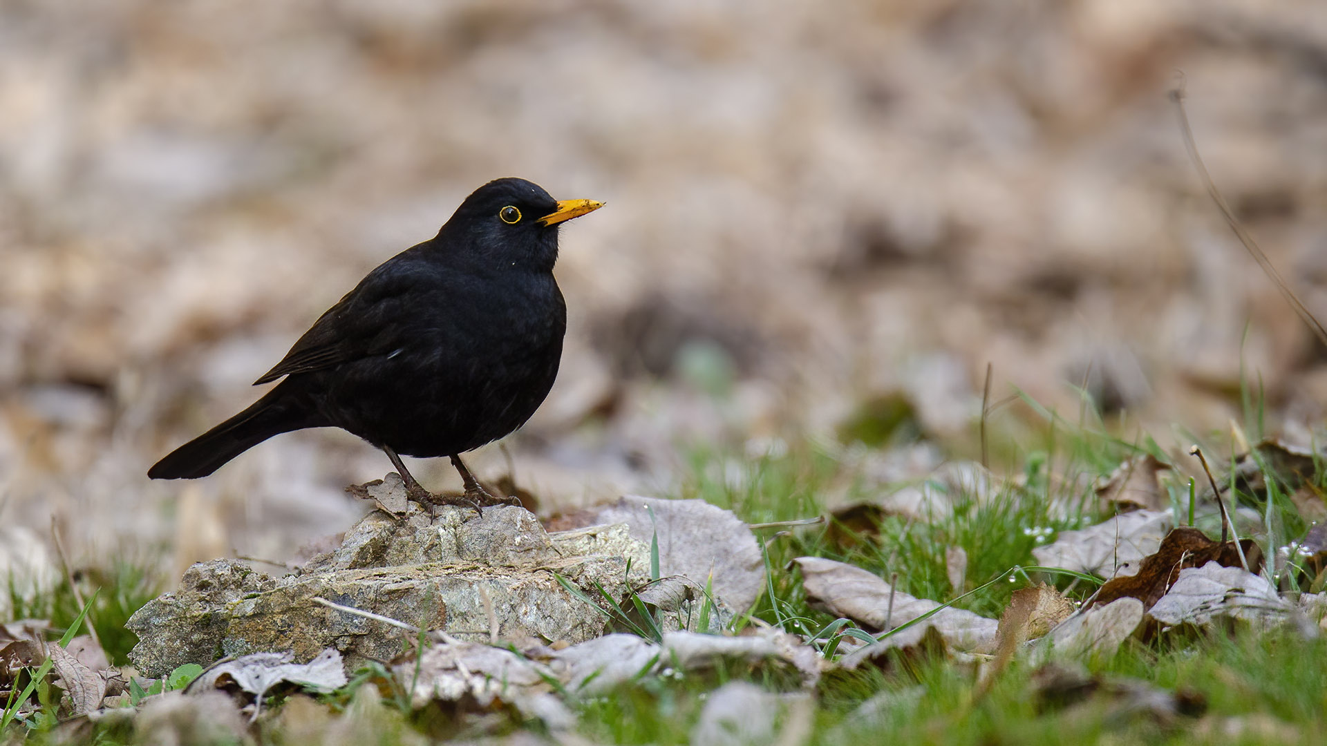 Eurasian Blackbird