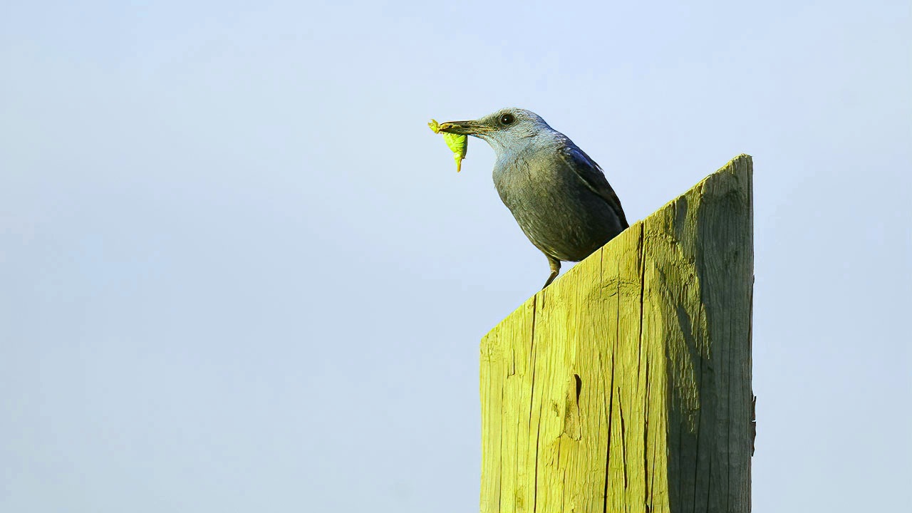 Blue Rock-Thrush