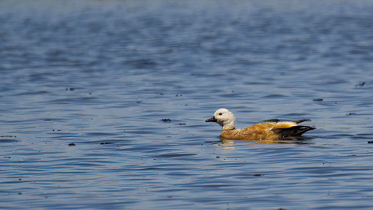 Ruddy Shelduck
