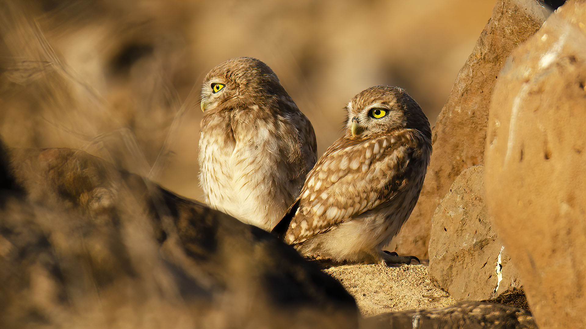 Little Owl