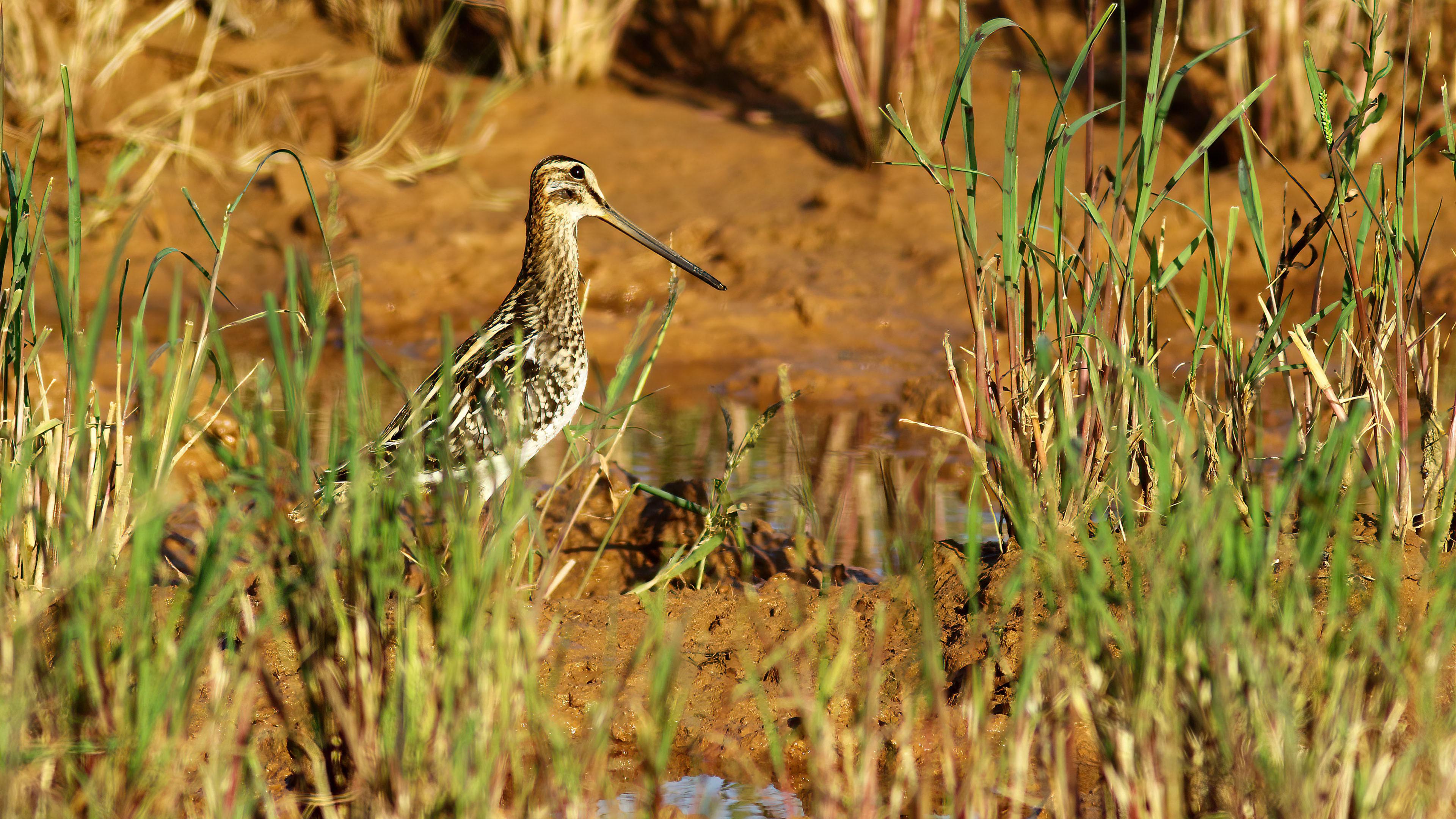 Common Snipe