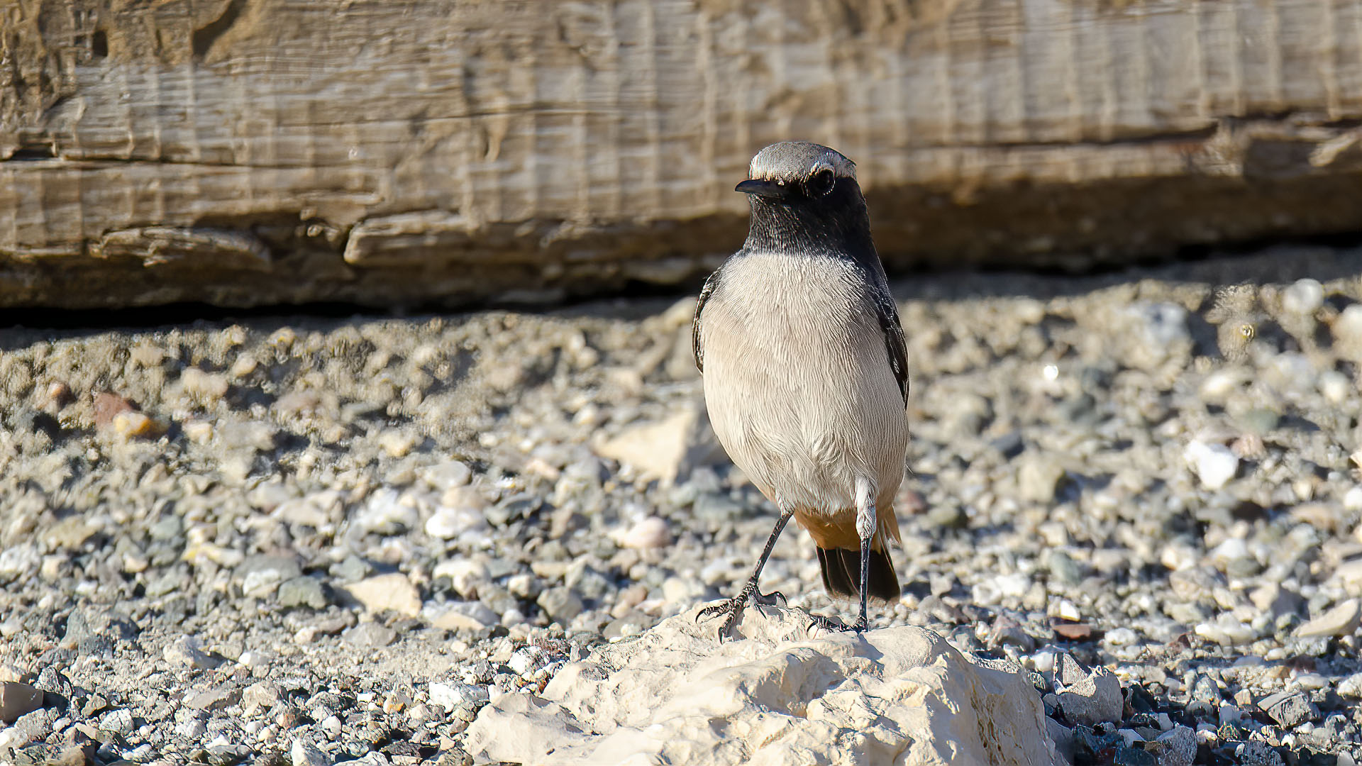 Kurdish Wheatear