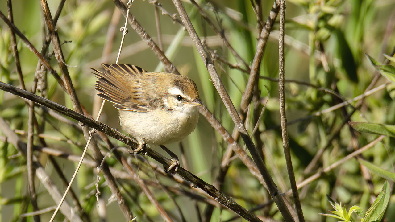 Sedge Warbler — Ana fotoğraf