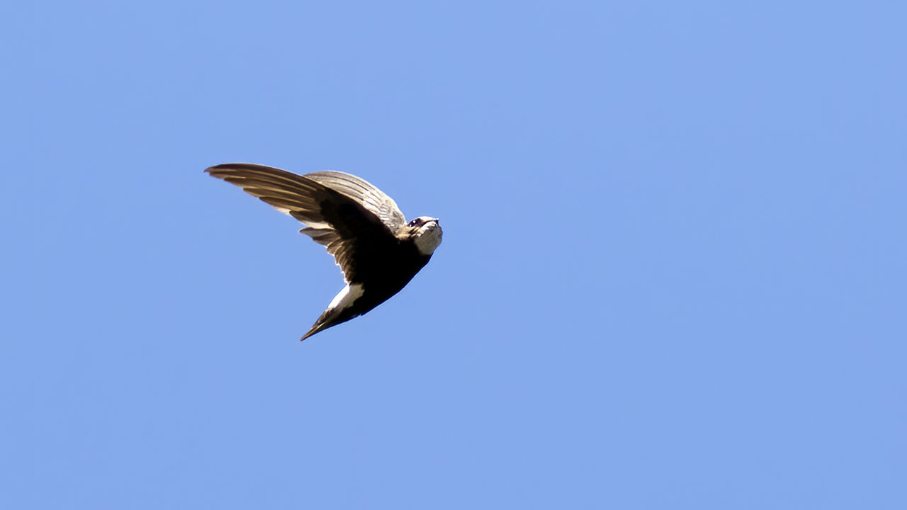 Little Swift