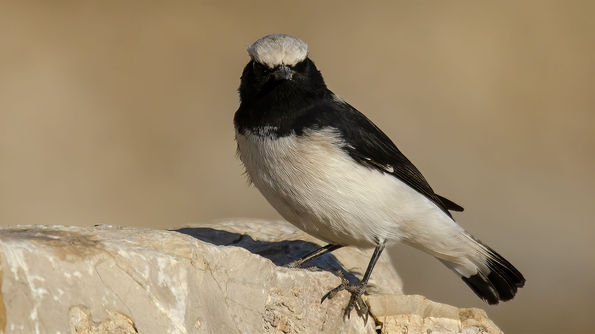 Finsch's Wheatear