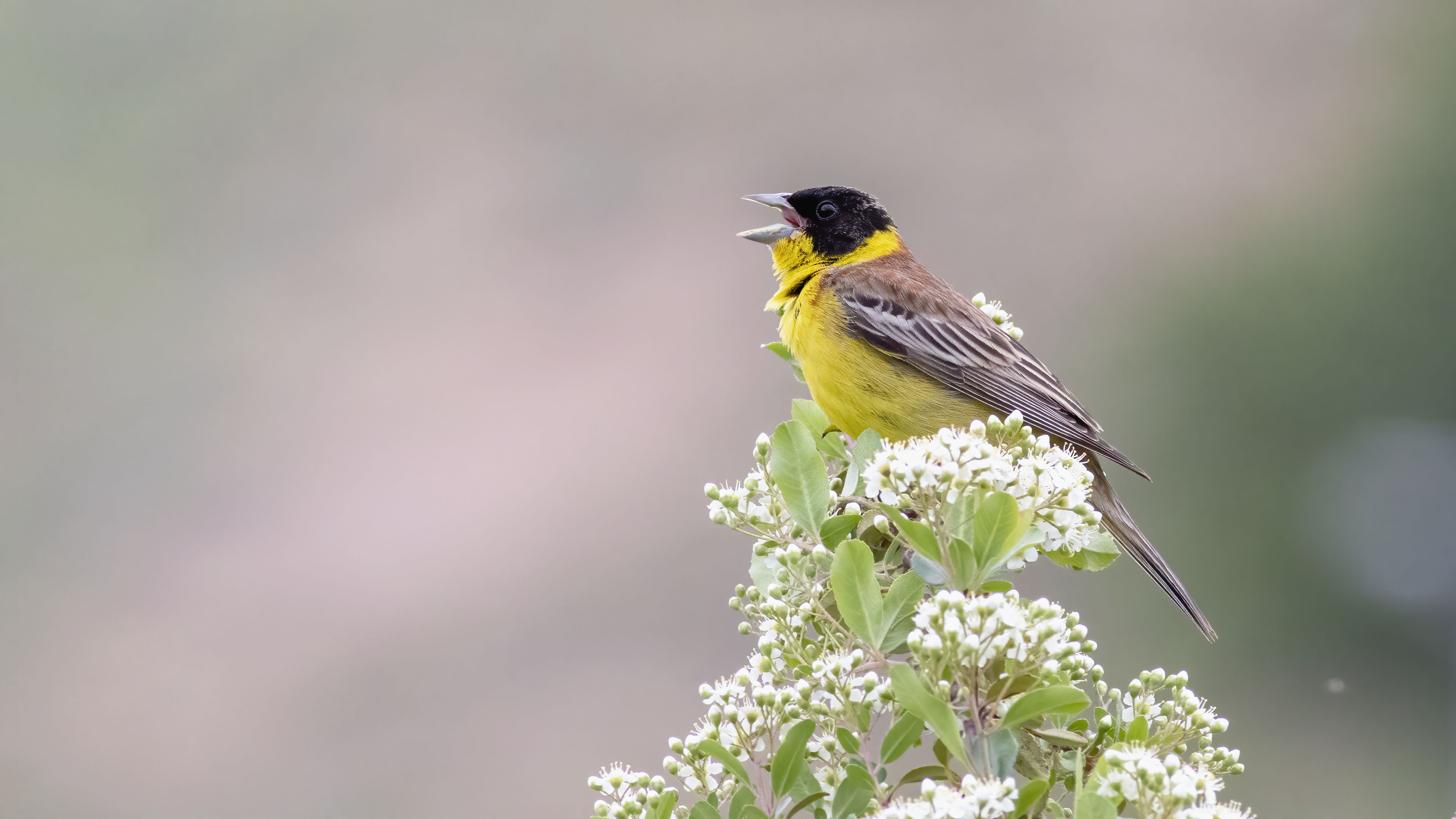 Black-headed Bunting