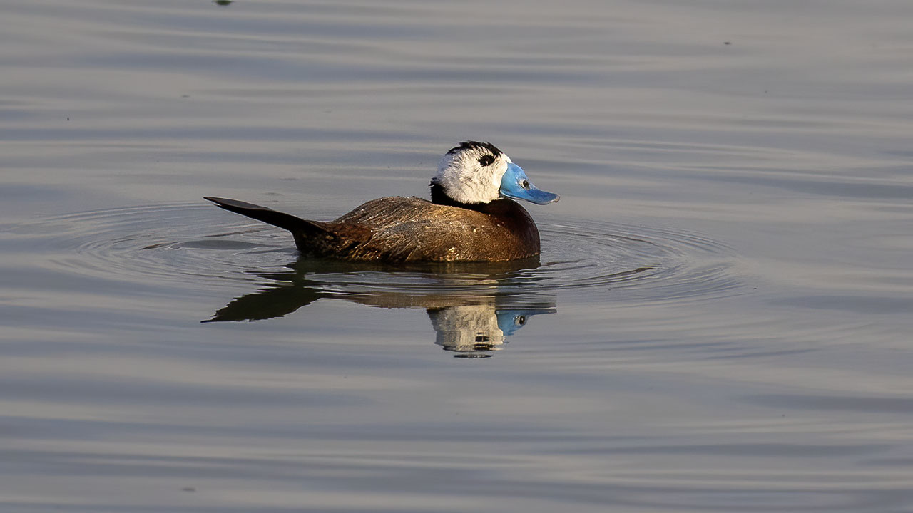 White-headed Duck