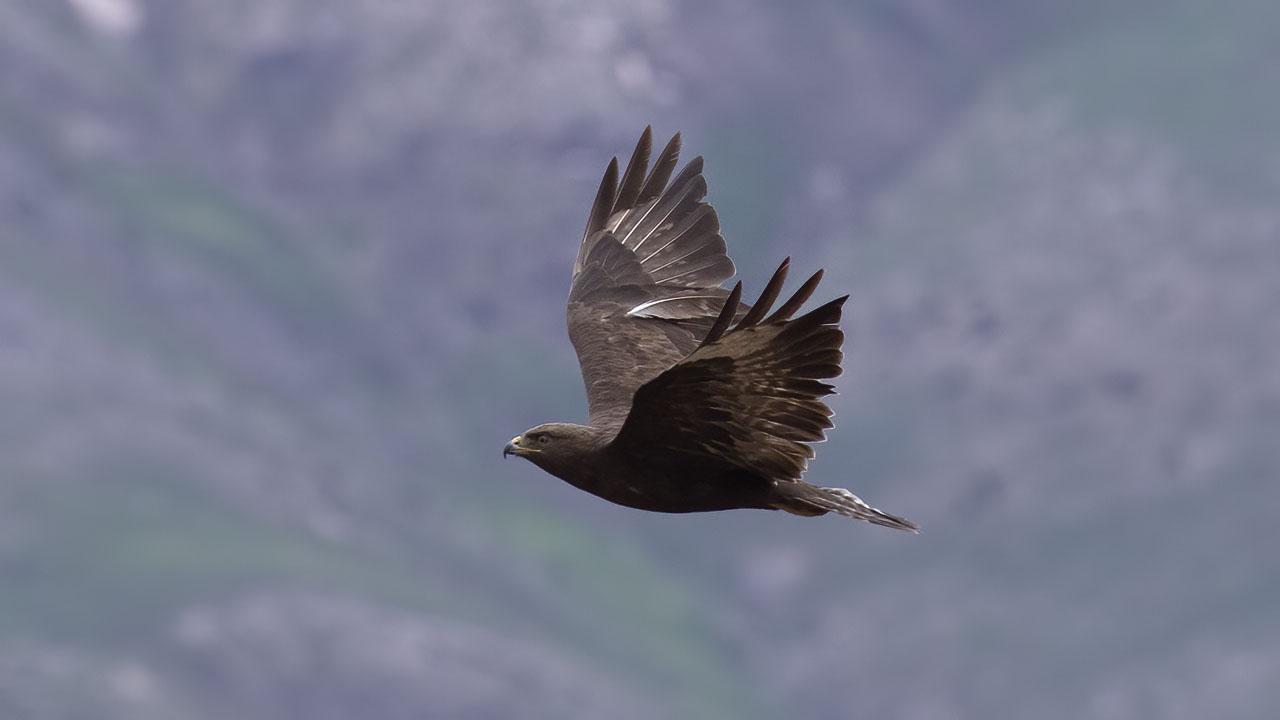 Long-legged Buzzard — Ana fotoğraf