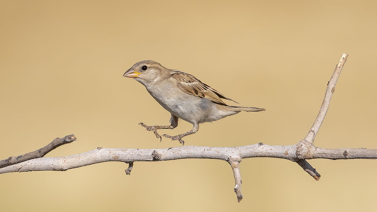 House Sparrow