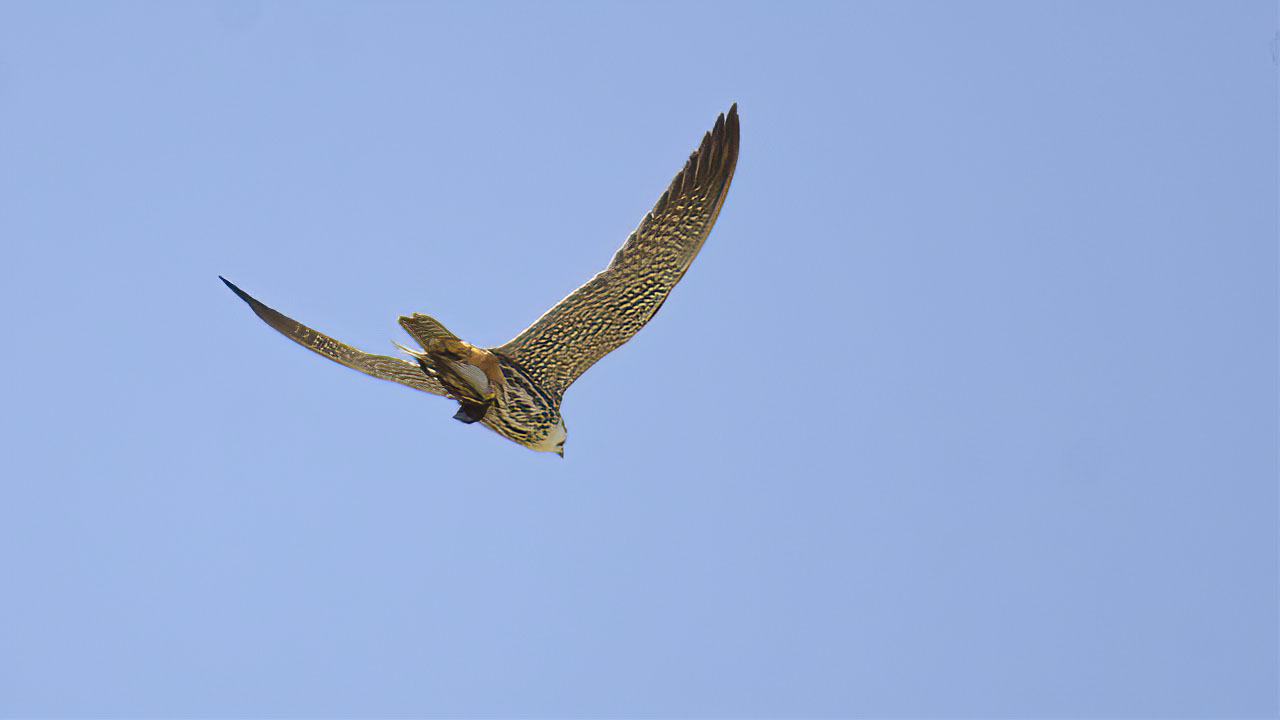 Eurasian Hobby