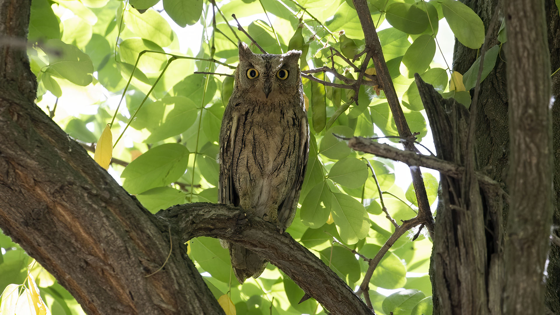 Pallid Scops-Owl
