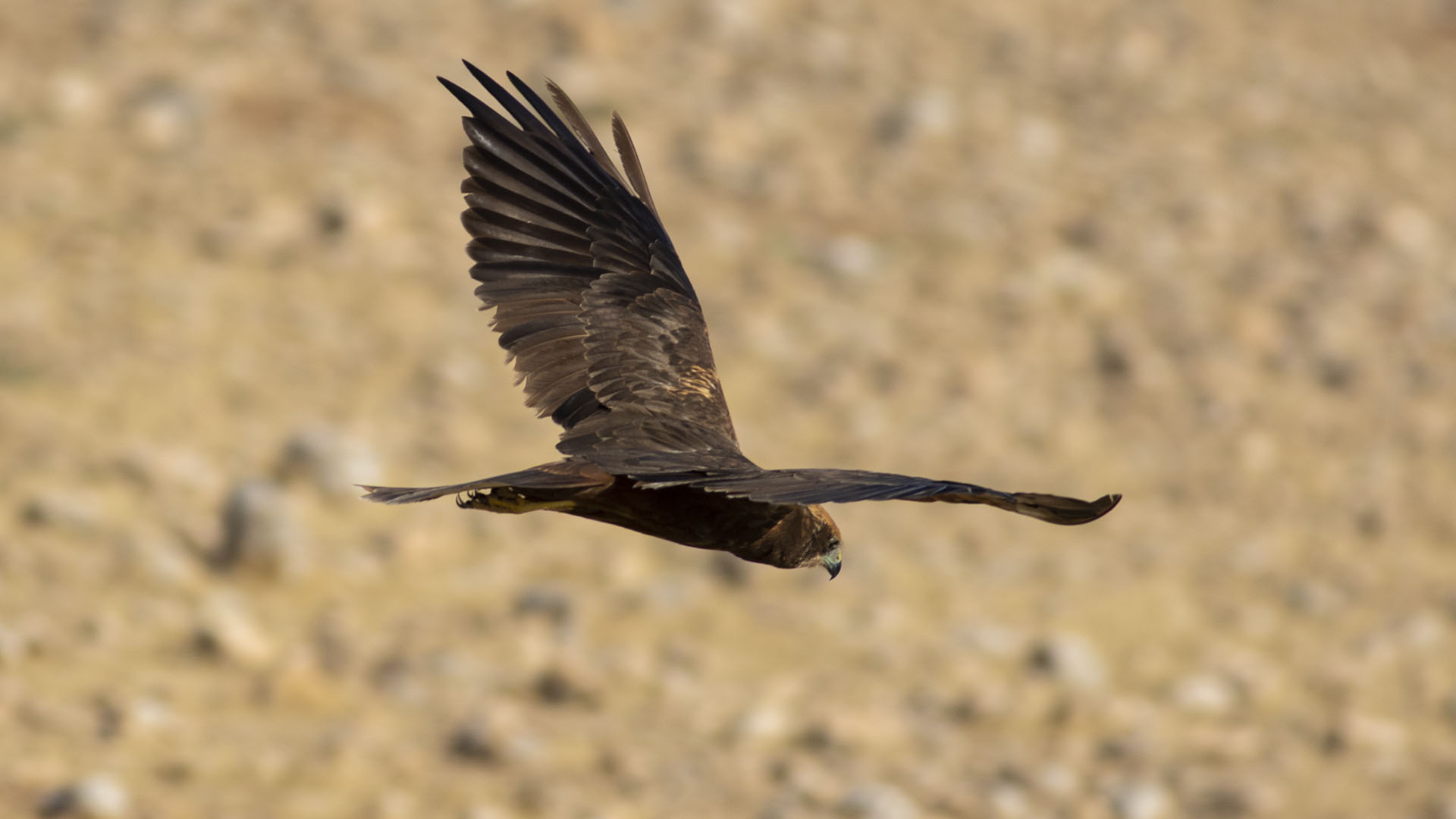 Eurasian Marsh-Harrier