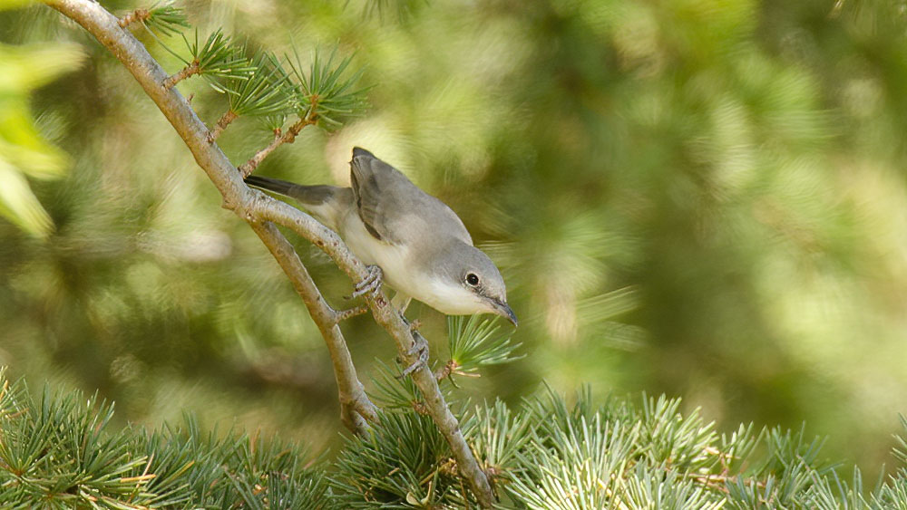 Eastern Orphean Warbler