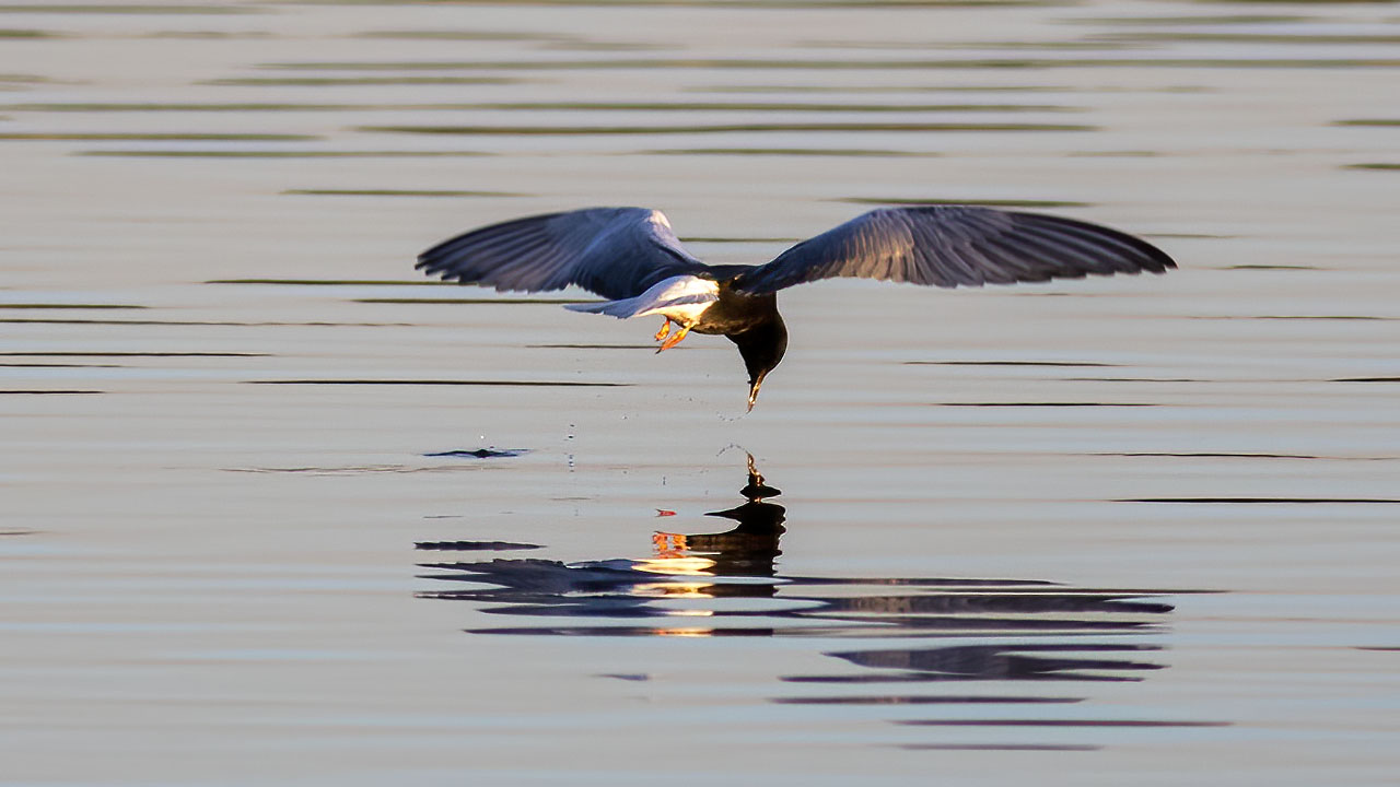 White-winged Tern — Ana fotoğraf