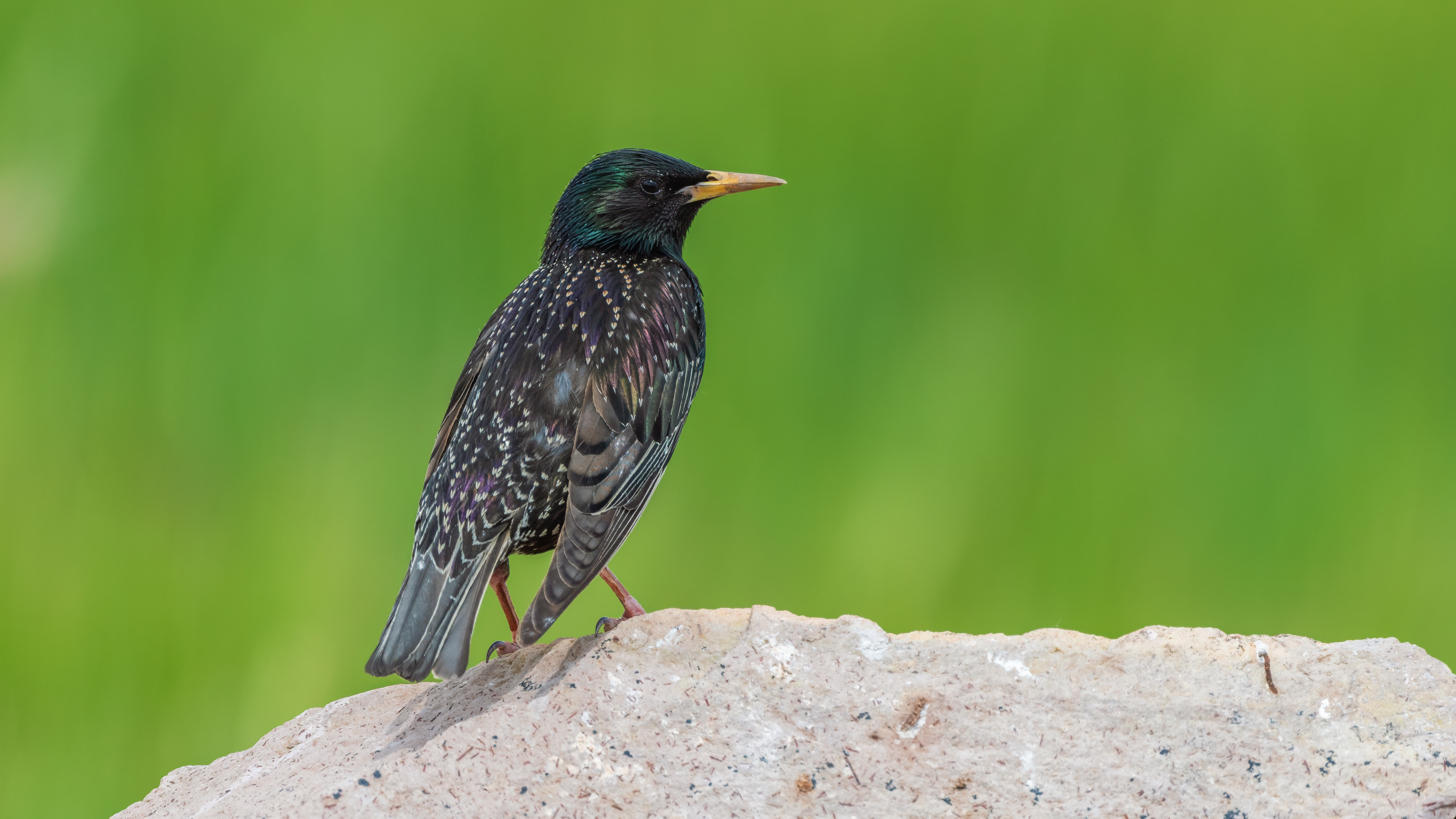 European Starling — Ana fotoğraf