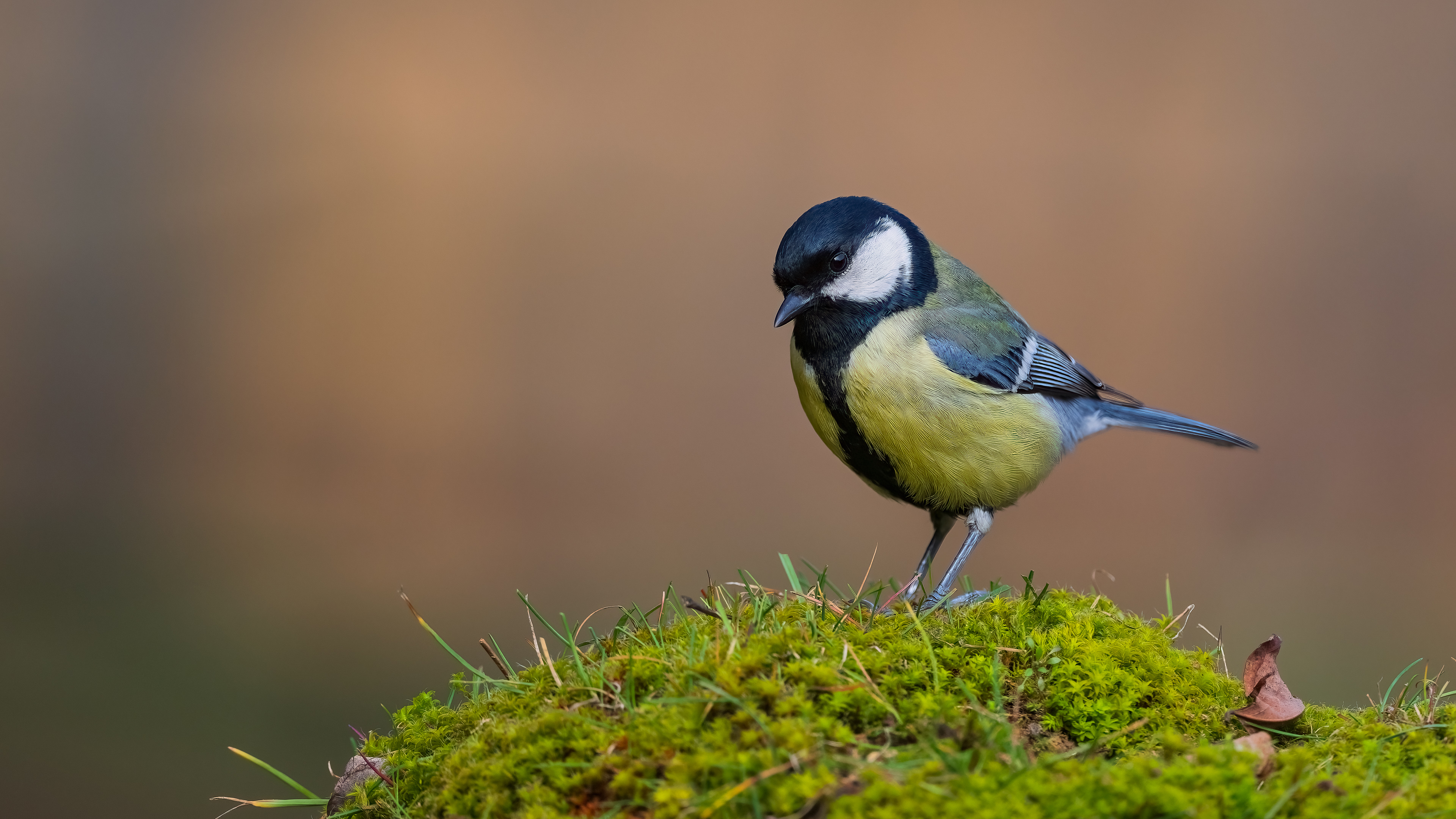 Great Tit