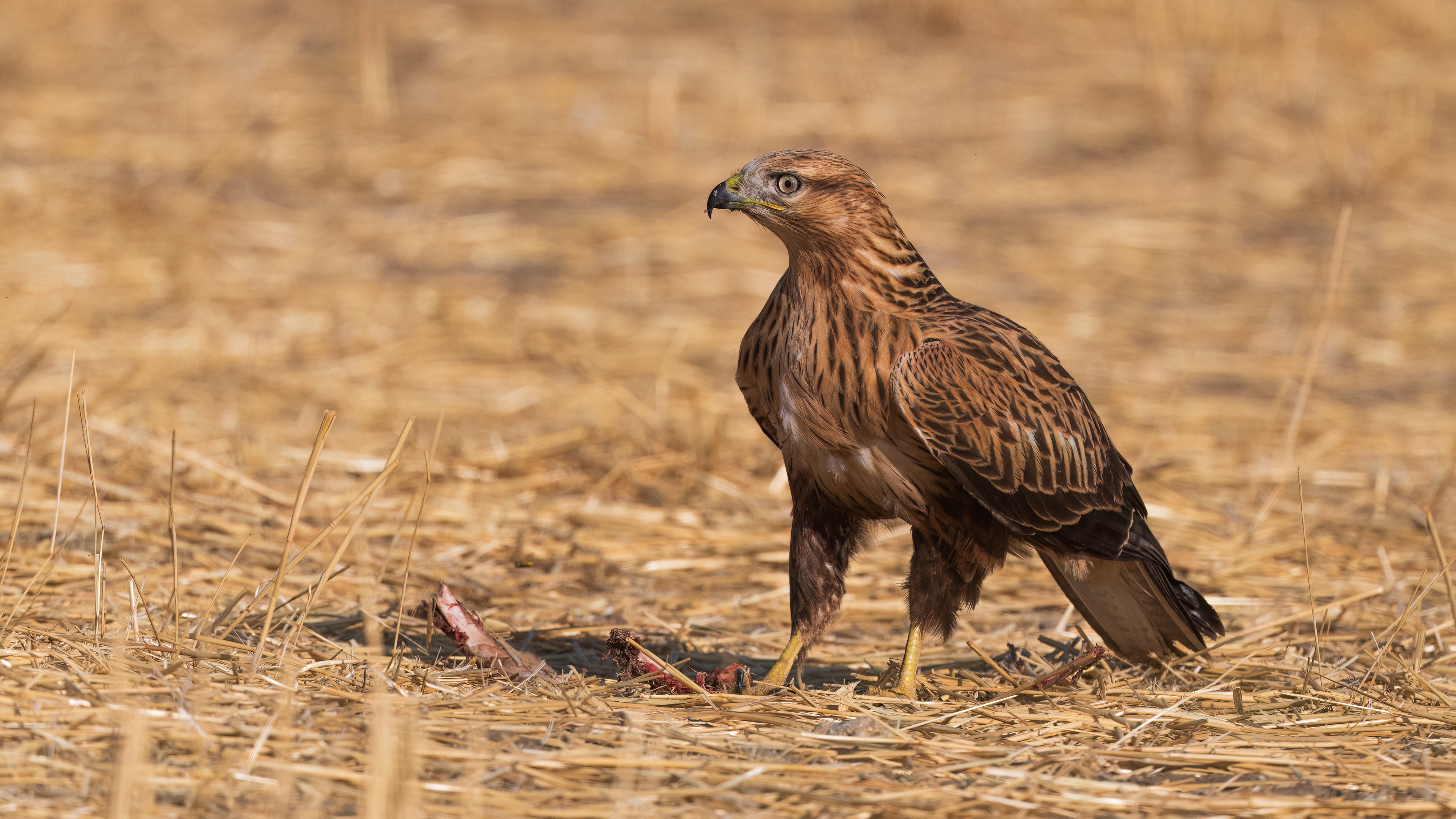 Long-legged Buzzard